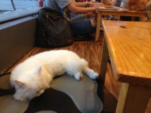 Cat ‘n A Cup Restaurant