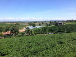 Choui Fong Tea Farm