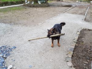 The madman's castle and his dog